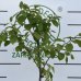 Ebenovník rajčiakový - Hurmikaki (Diospyros kaki) ´RAGNO´ - výška 120-160 cm, obvod kmeňa: 4/6 cm, kont. C10L (-18°C) 